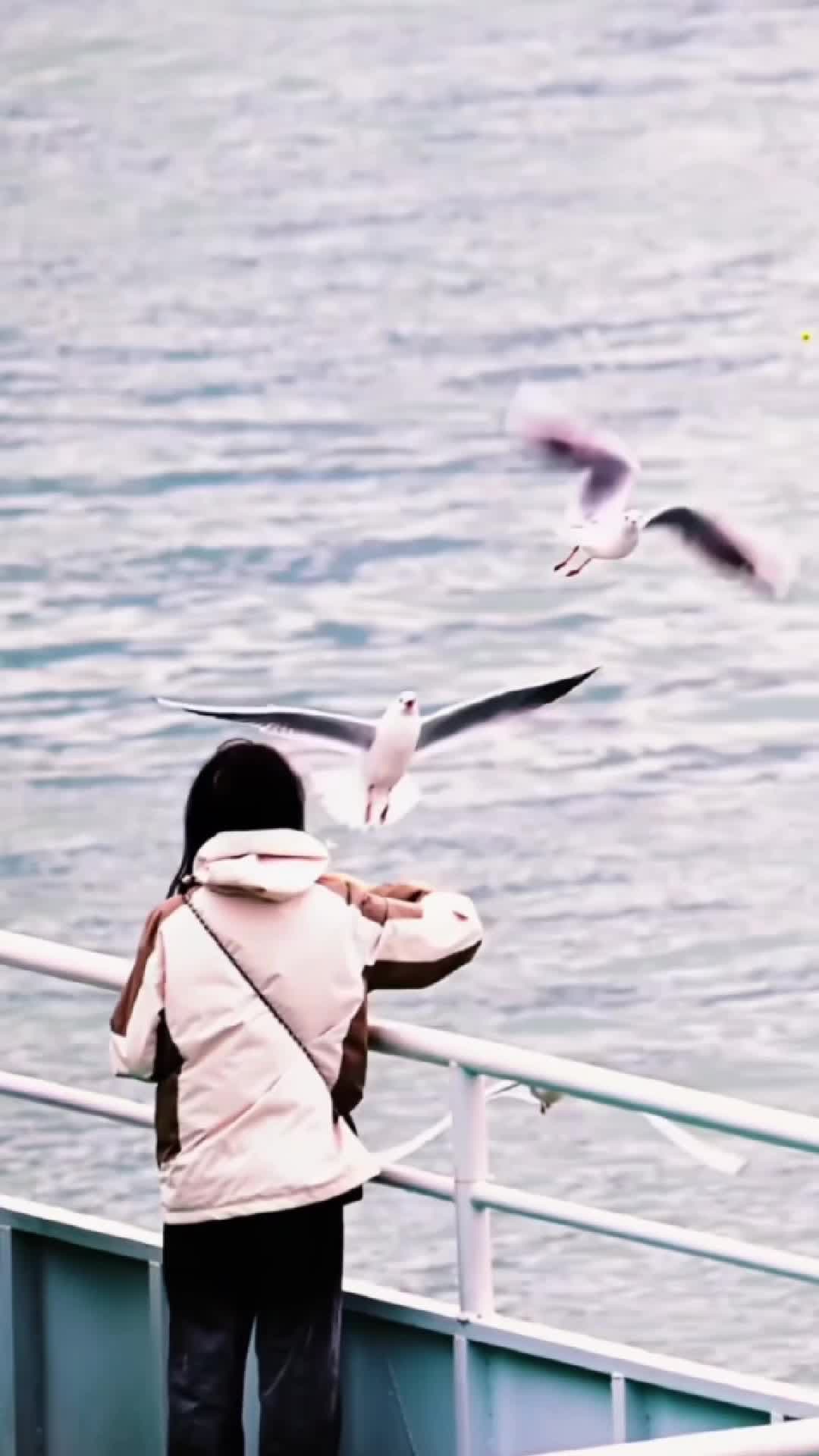 ฝูง 'นางนวลปากแดง' เติมสีสันริมแม่น้ำในฉงชิ่ง