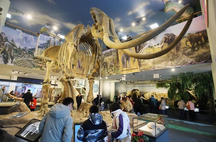 ฟอสซิล 'ช้างเหวยฟาง' อายุ 2 แสนปี จัดแสดงครั้งแรกในซานตง