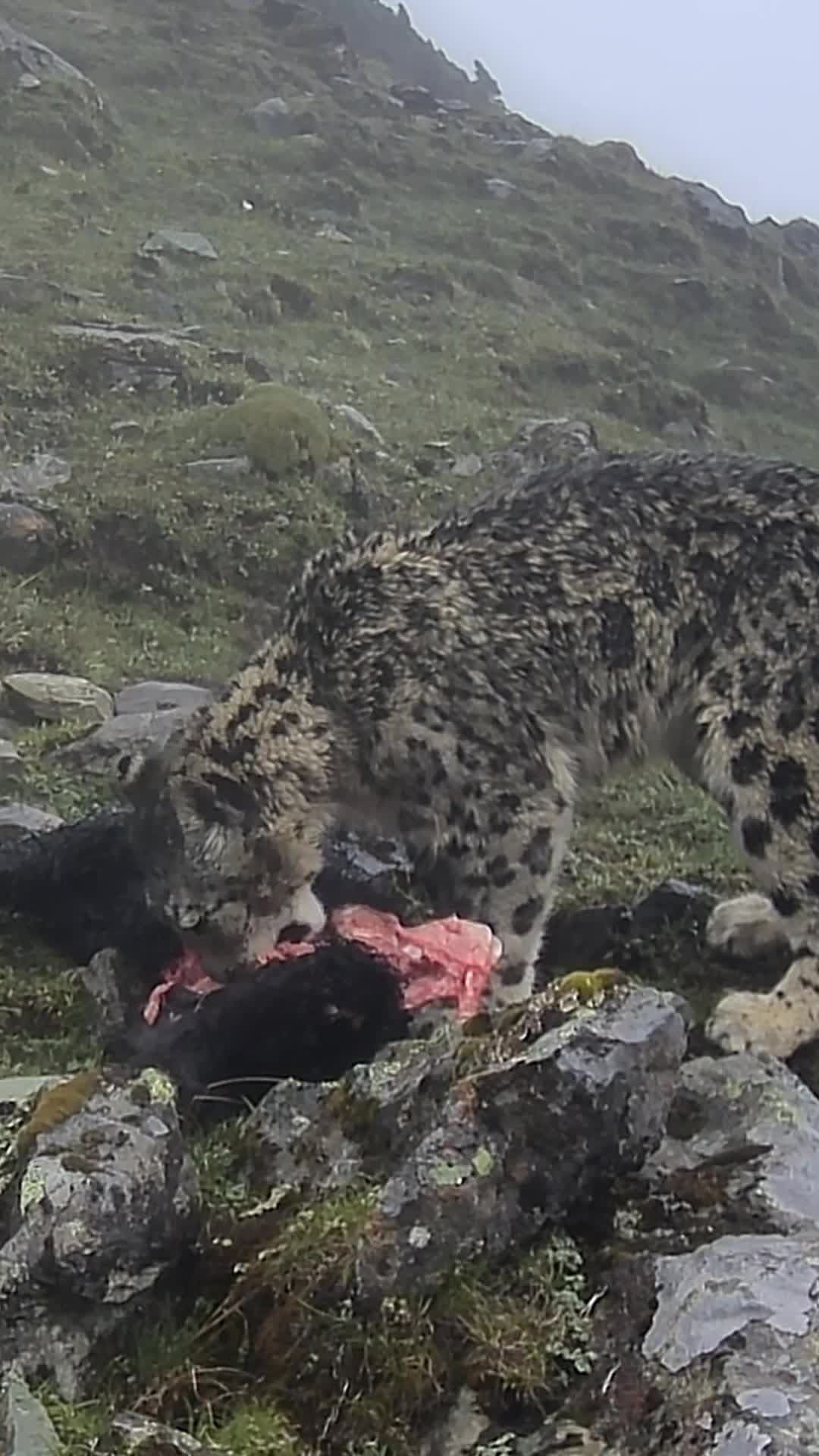 หายาก! คลิป 'เสือดาวหิมะ' กินเหยื่อบนเขาสูงในเสฉวน