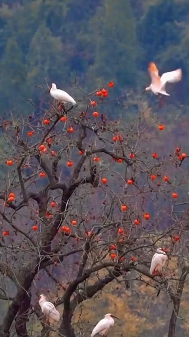 ต้นพลับ' อายุร้อยปีในส่านซี สรวงสวรรค์นกนานาพันธุ์