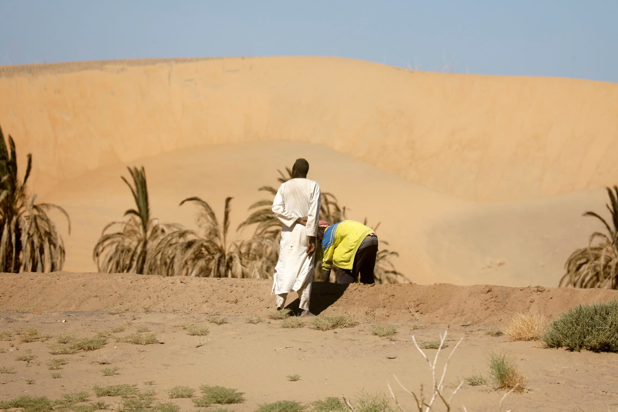 ฟาร์มอินทผลัม' ริมทะเลทรายในซูดาน