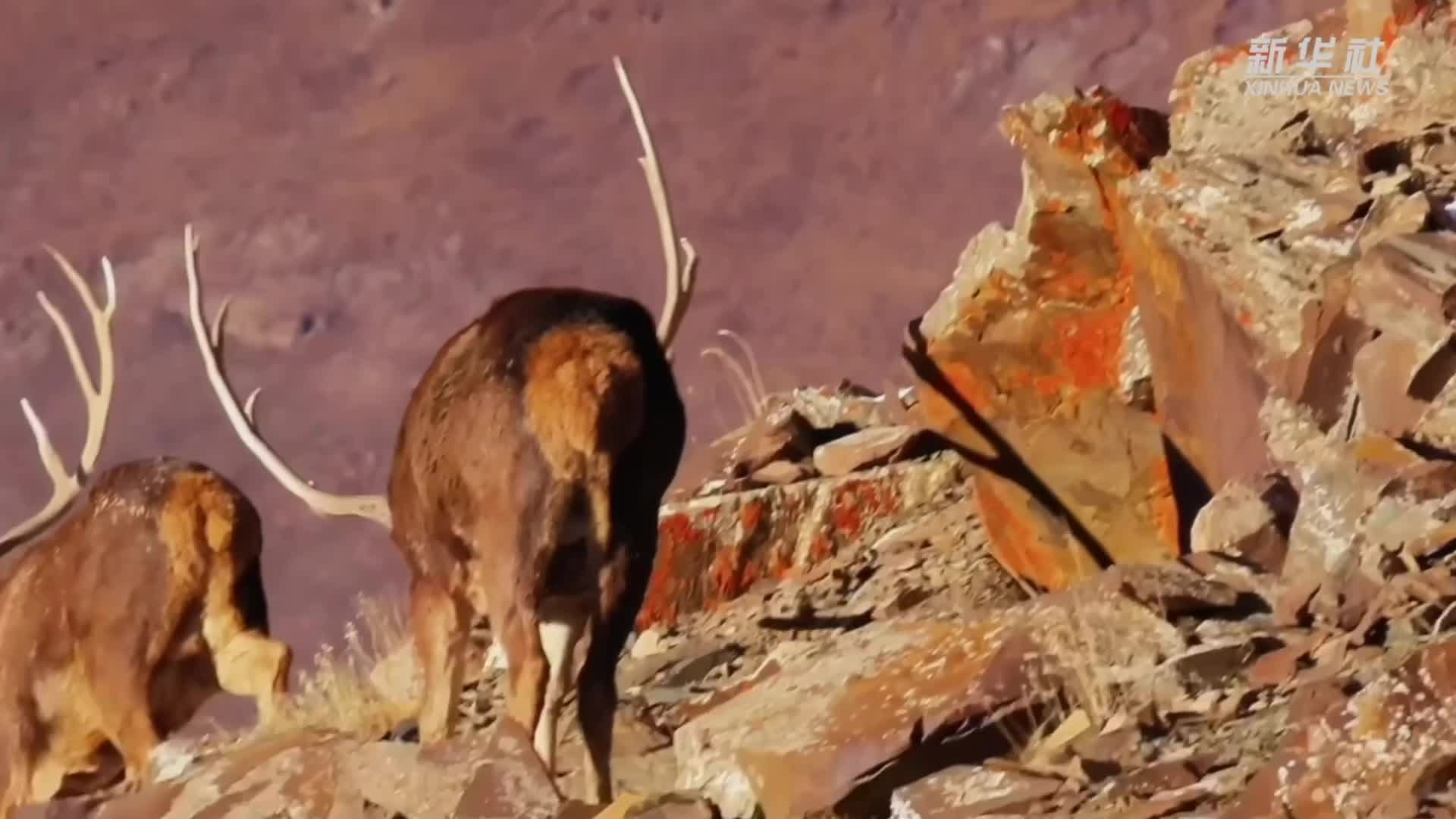 ฝูง 'กวางปากขาว' เดินอวดเขาสวยในซานเจียงหยวน