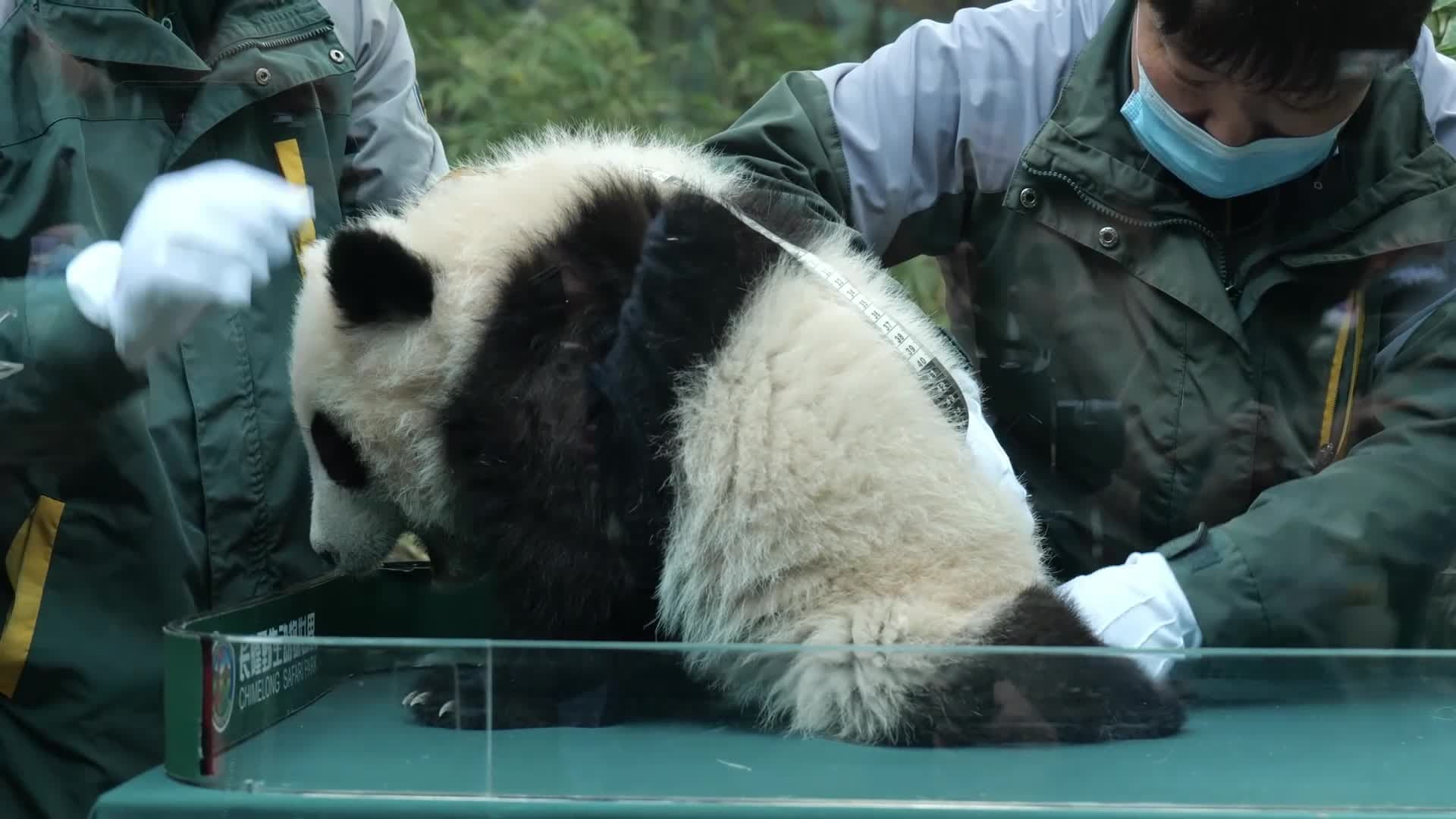 สวนสัตว์กว่างโจวฉลองลูกแพนด้า 'เม่ยจู' อายุครบ 6 เดือน