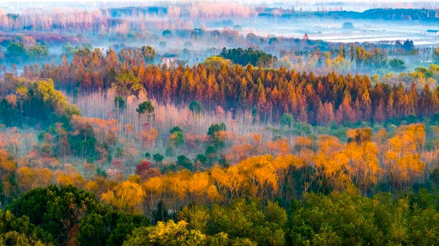 แมกไม้เปลี่ยนสีสัน แต่งแต้มอุทยานในเซี่ยงไฮ้