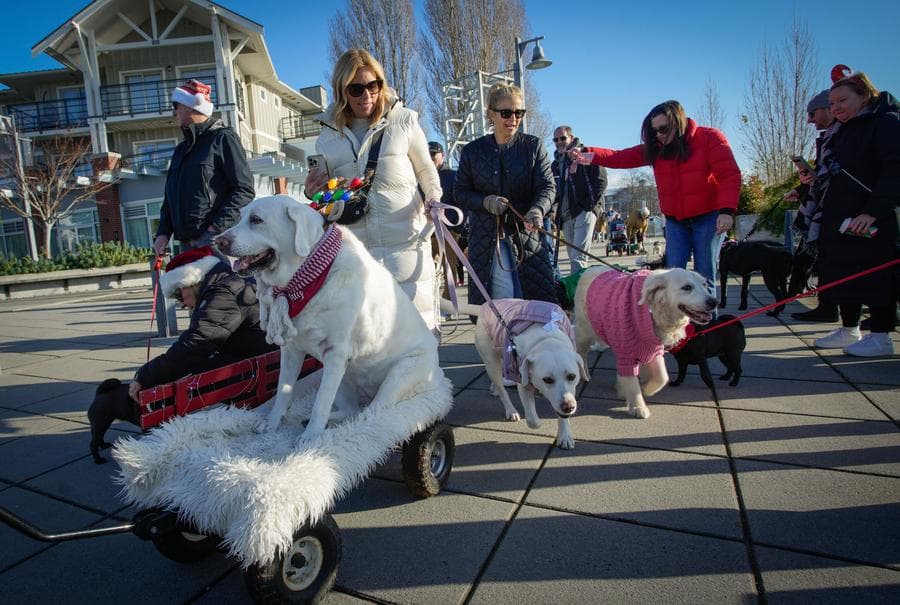 เอ็นดู! แก๊งตูบสี่ขาสวมชุดสีสดใส ร่วมพาเหรดในแคนาดา