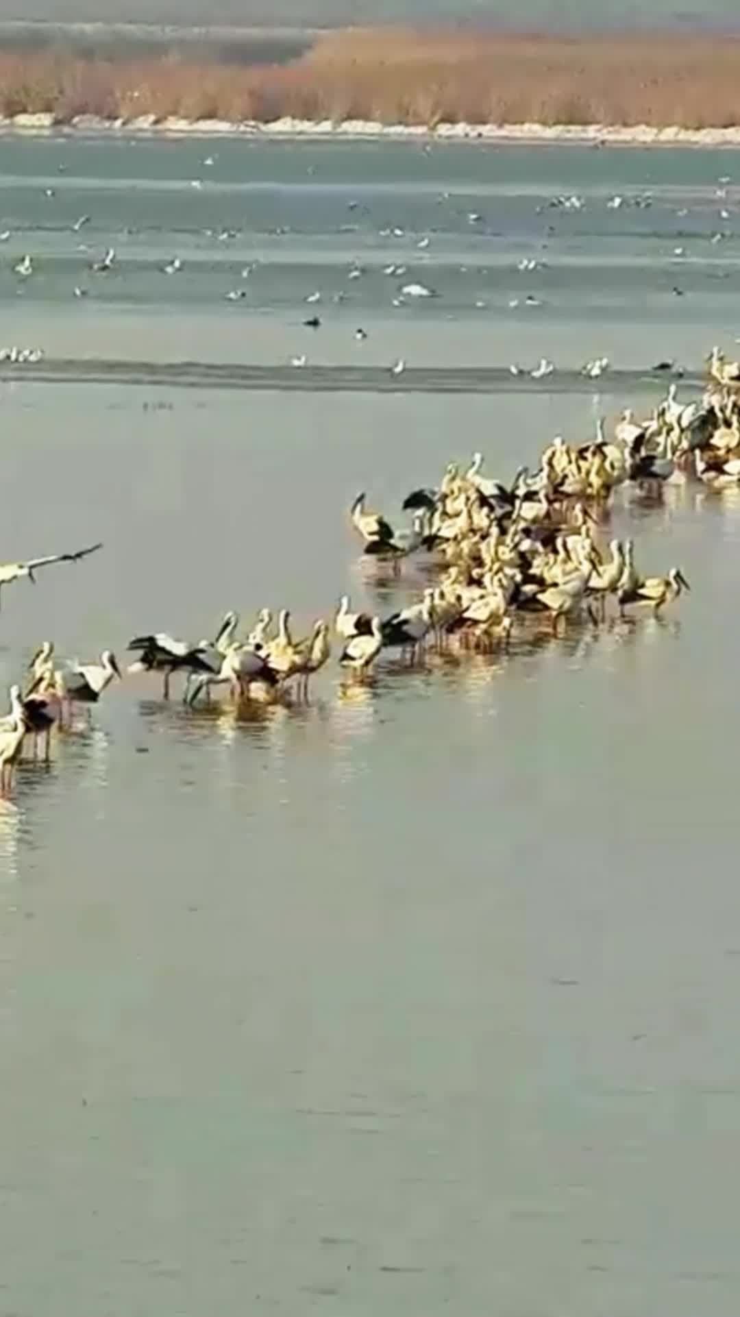 ฝูง 'นกกระสาขาวตะวันออก' เยือนพื้นที่ชุ่มน้ำในเหอเป่ย