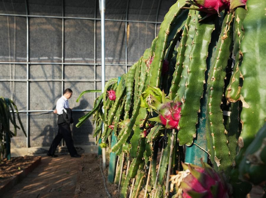 เกษตรกรดูแลเก็บเกี่ยว 'แก้วมังกร' ในเหลียวหนิง