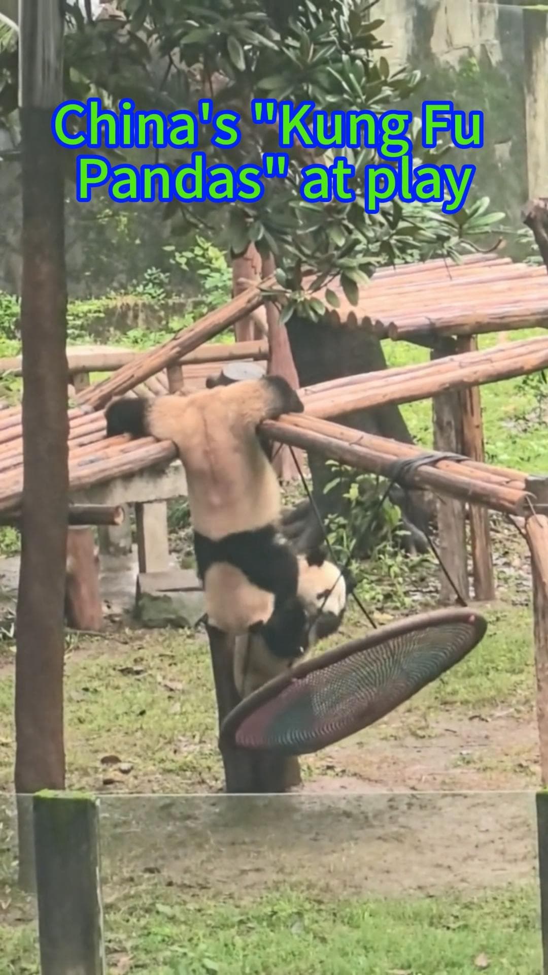 โปมาเอง! ลีลา 'กังฟูแพนด้า' เตะต่อย-ห้อยโหนในฉงชิ่ง