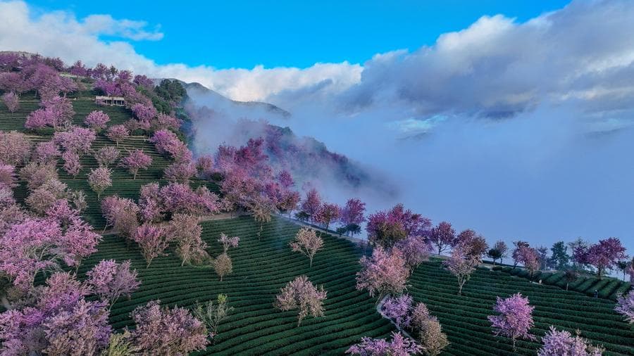 หมู่ 'ดอกซากุระ' บานสะพรั่ง แต้มสีสันไร่ชาในยูนนาน