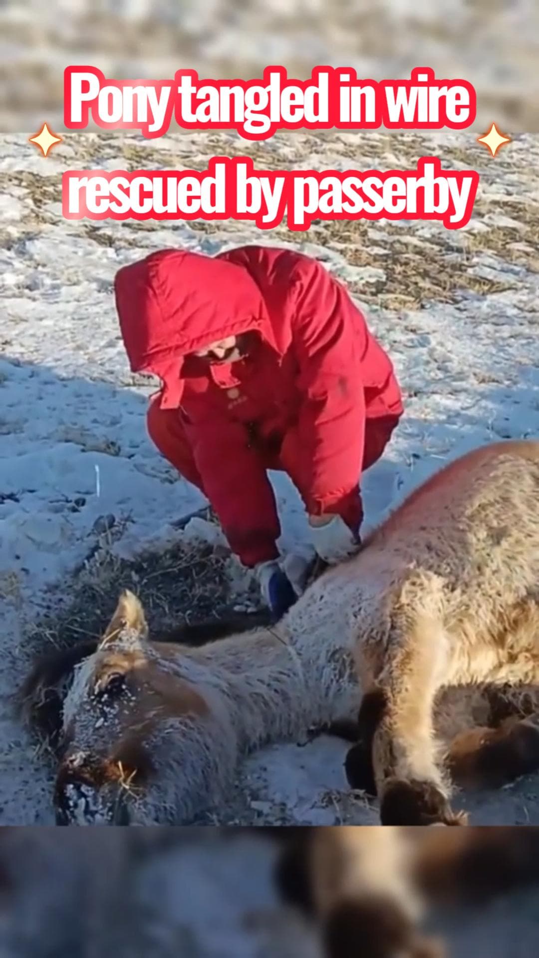 ประทับใจ! หญิงใจดีช่วย 'ม้าติดลวด' กลางอากาศหนาวในมองโกเลียใน