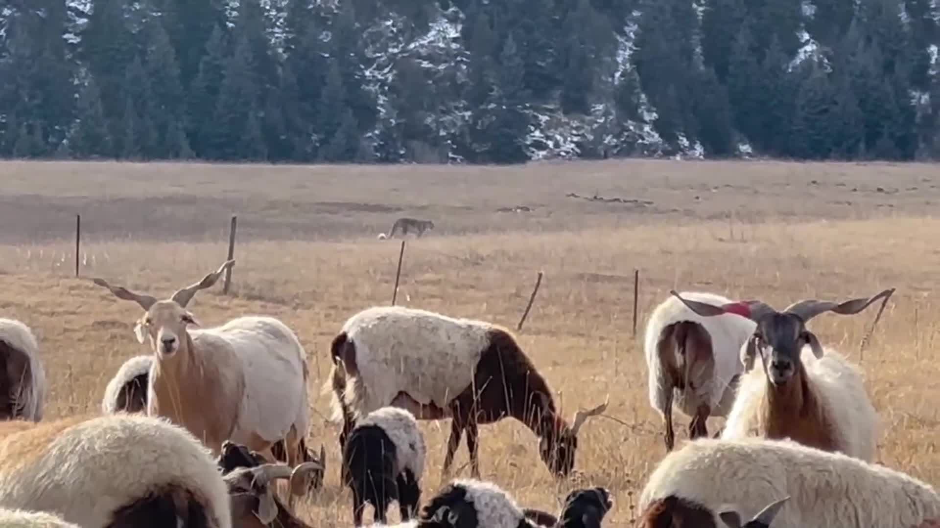 คนเลี้ยงสัตว์ในชิงไห่ จับภาพ 'เสือดาวหิมะ' ด้อมมองฝูงแกะกลางทุ่ง