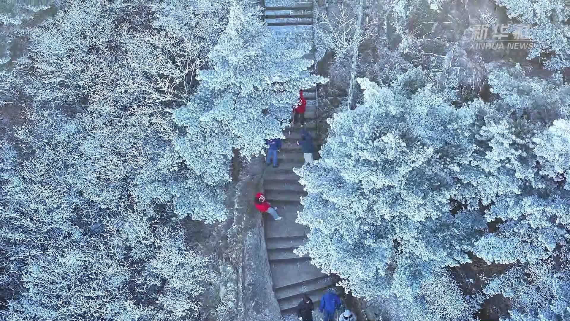 น้ำค้างแข็งเคลือบแมกไม้ 'ขุนเขาหวงซาน' งามสะกดตาผู้มาเยือน