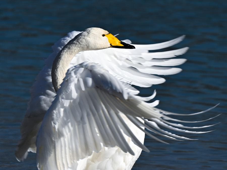 ฝูง 'หงส์' เริงระบำกลางแม่น้ำเหลืองในชิงไห่