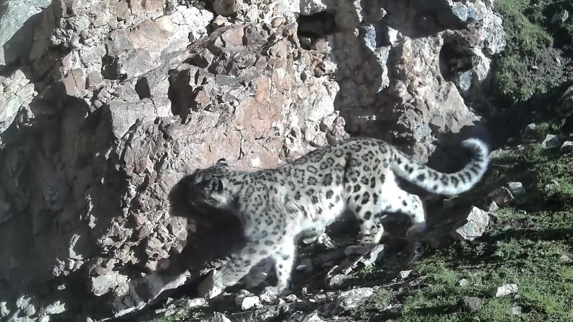 กานซู่จับภาพ 'เสือดาวหิมะ' ฉายาไอ้หน้าบาก