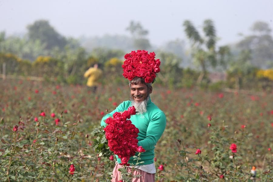 ชาวสวนเก็บ 'ดอกกุหลาบ' สีแดงสดใสในบังกลาเทศ