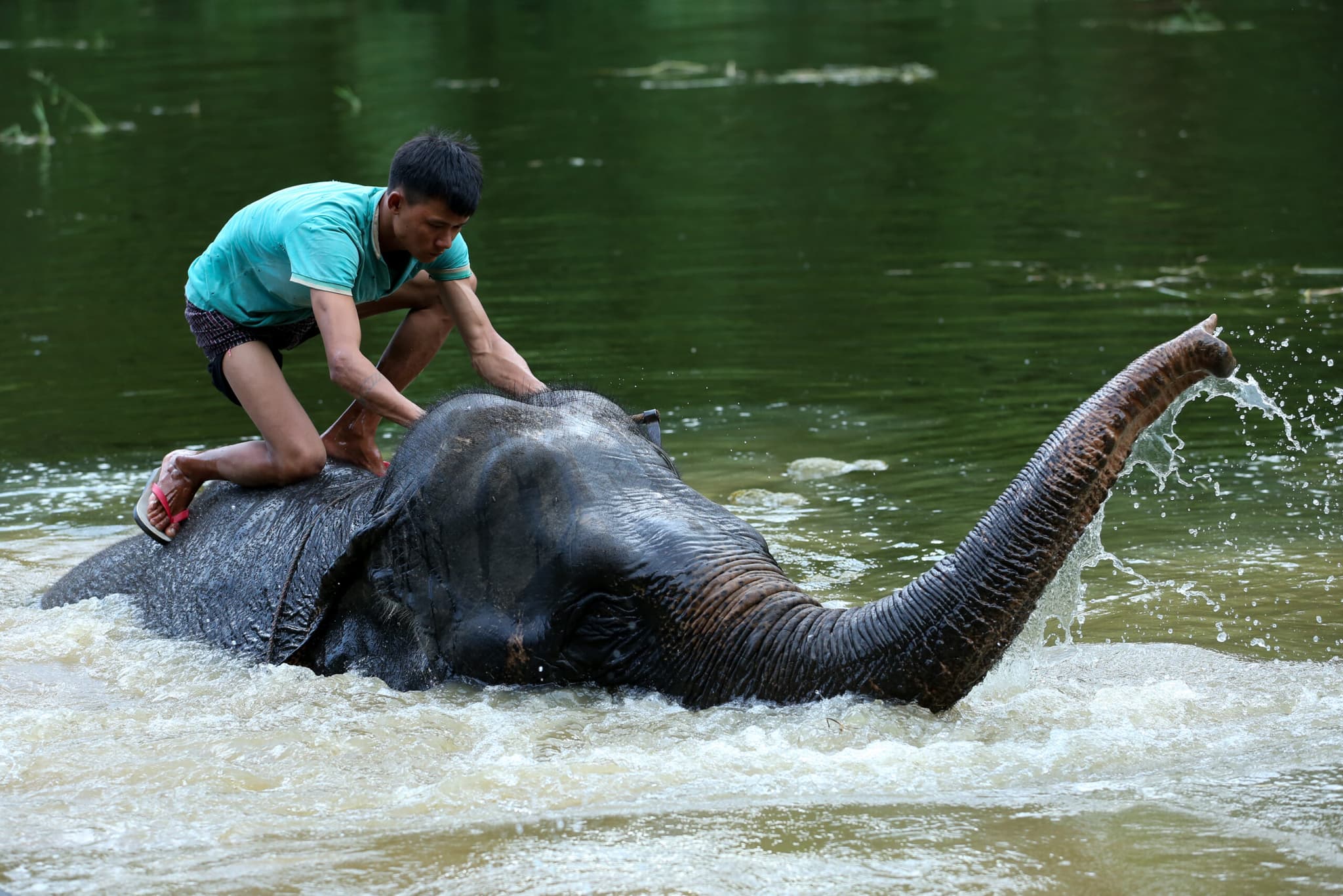 ย่างกุ้งรับมือ 'ความขัดแย้งคน-ช้าง' หลังพบชาวบ้านดับจากเหตุปะทะ