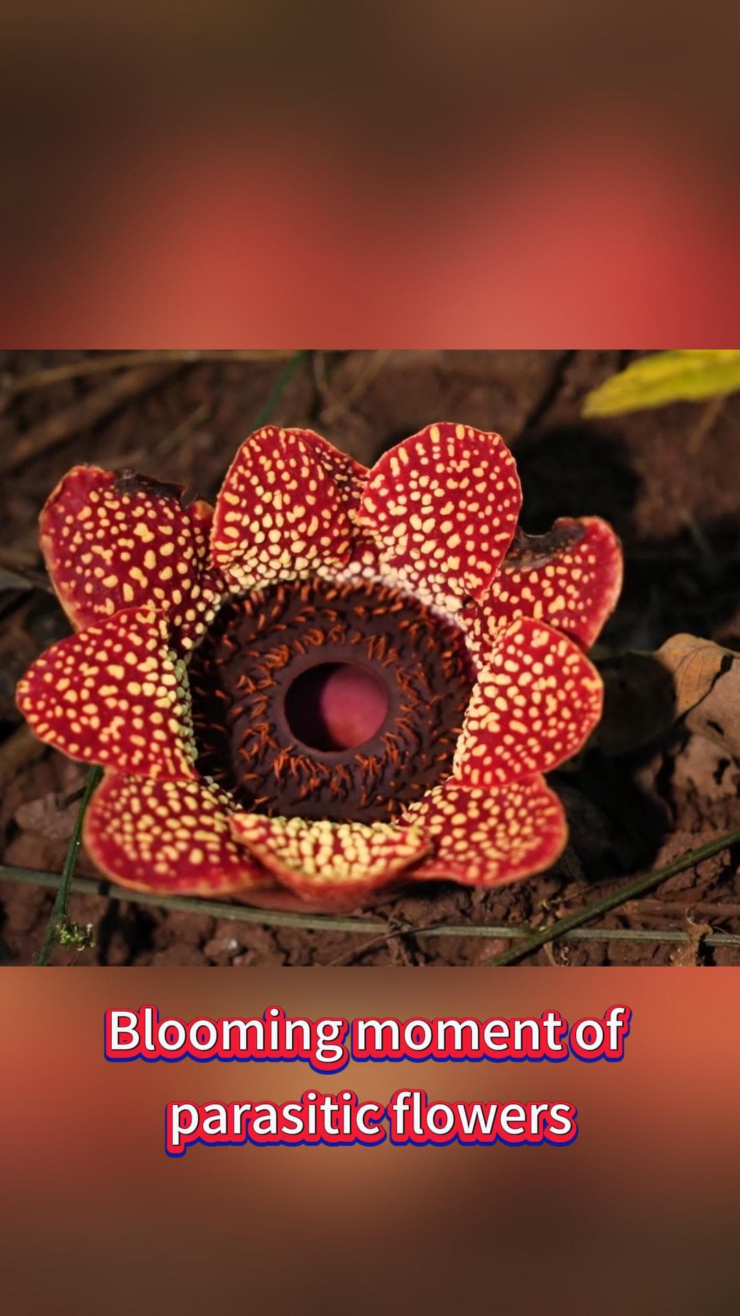 ไทม์แลปส์ 'ดอกไม้ปรสิต' ผลิดอกสวยสะพรึงในยูนนาน