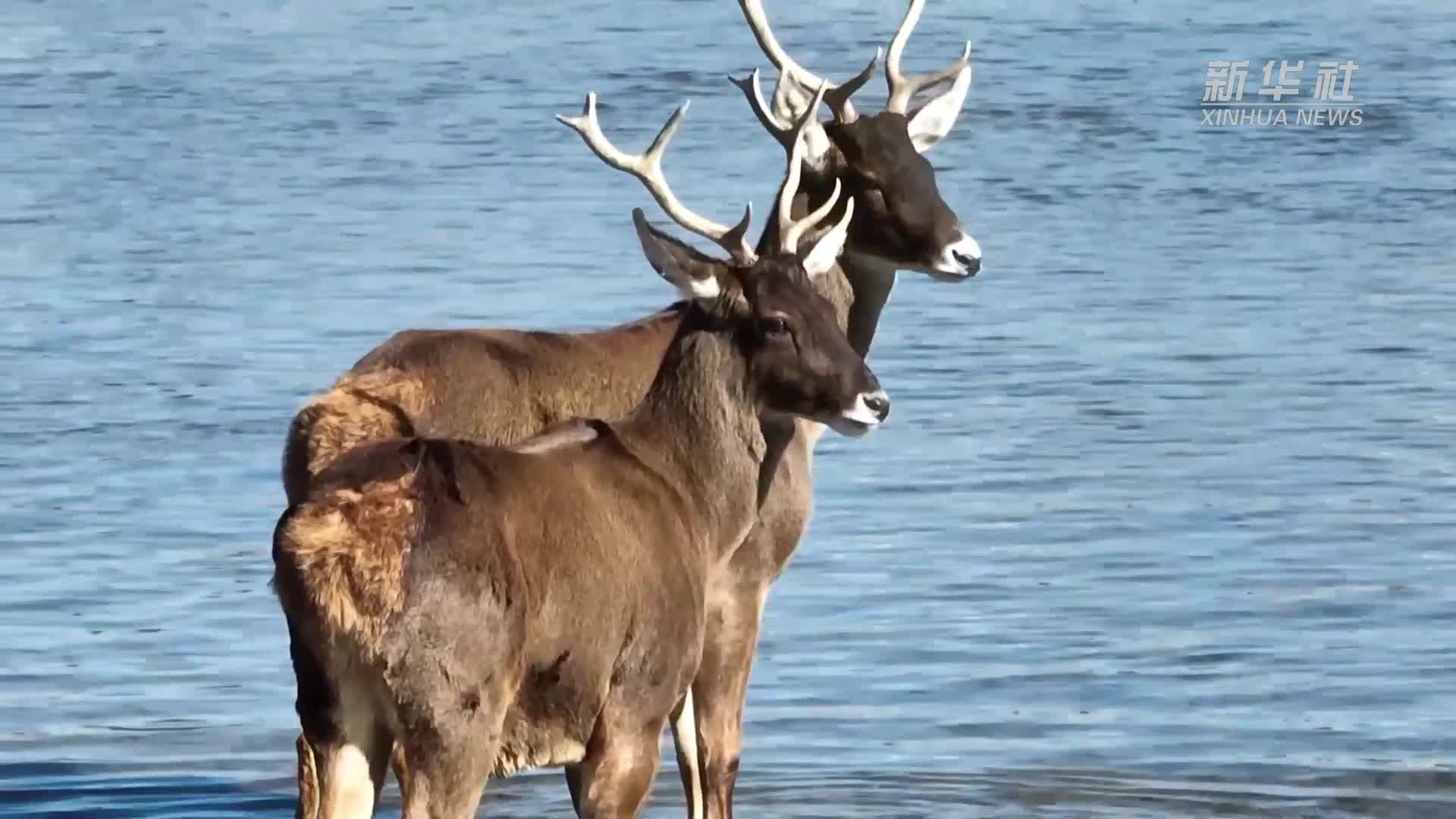 ทิเบตพบ 'กวางปากขาว' ยืนเด่นกลางแม่น้ำลาซา