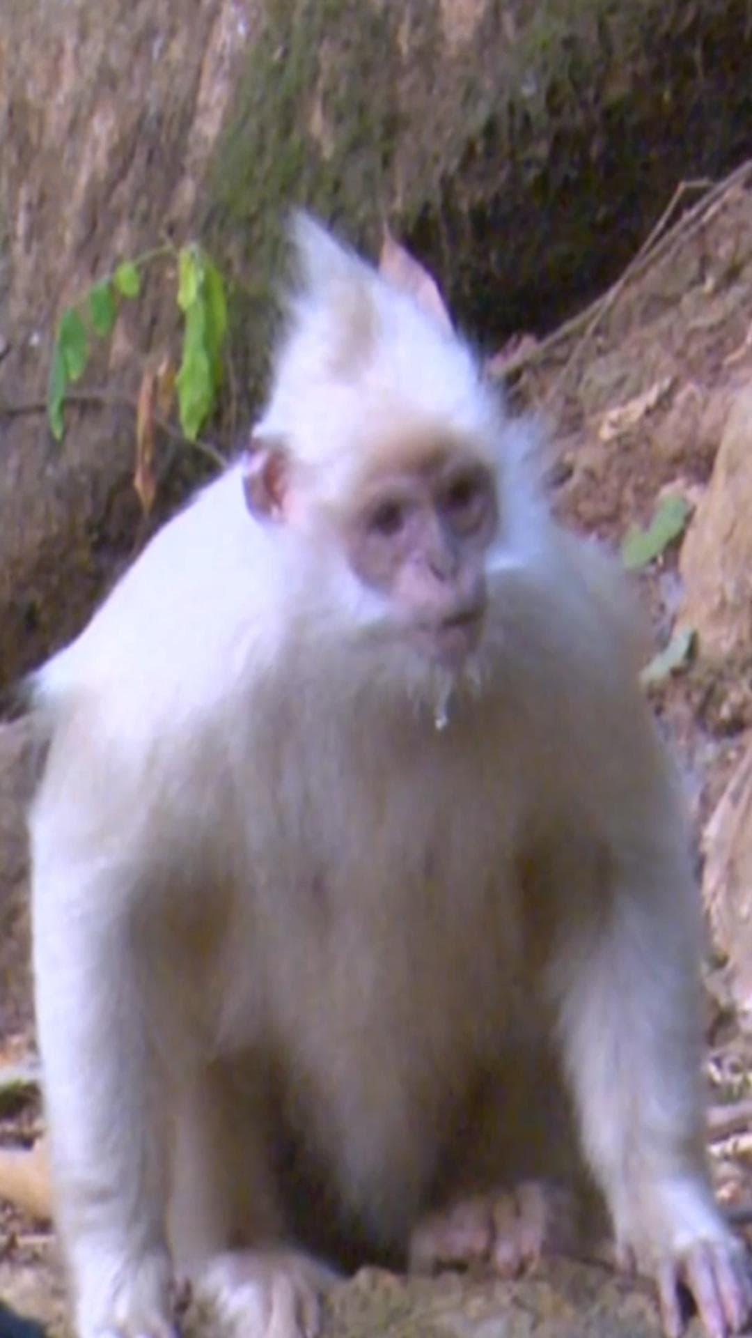 คุณแม่ลูกสาม! กว่างซีเจอ 'ค่างสีขาว' สุดหายากอีกครั้ง