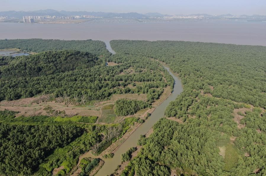 ลัดเลาะพื้นที่ชุ่มน้ำ 'ป่าชายเลน' เขียวชอุ่มในกวางตุ้ง