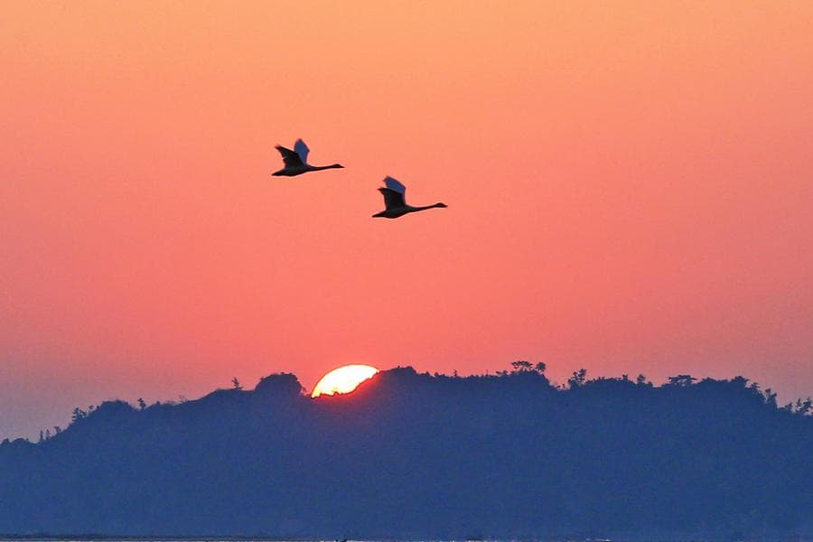 ฝูง 'หงส์กู่' โบยบินรับแสงอรุณในหรงเฉิง