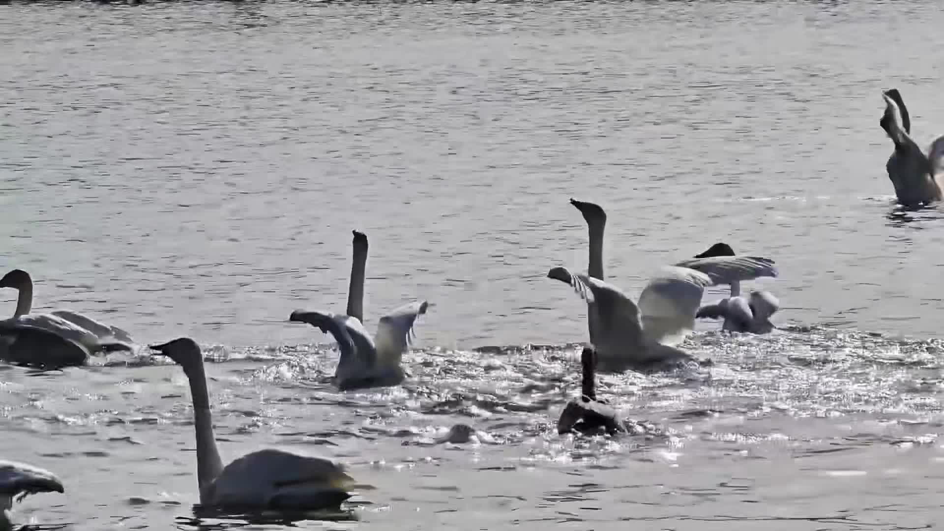 หงส์ป่า' กว่า 300 ตัว ใช้ชีวิตริมแม่น้ำในซินเจียง