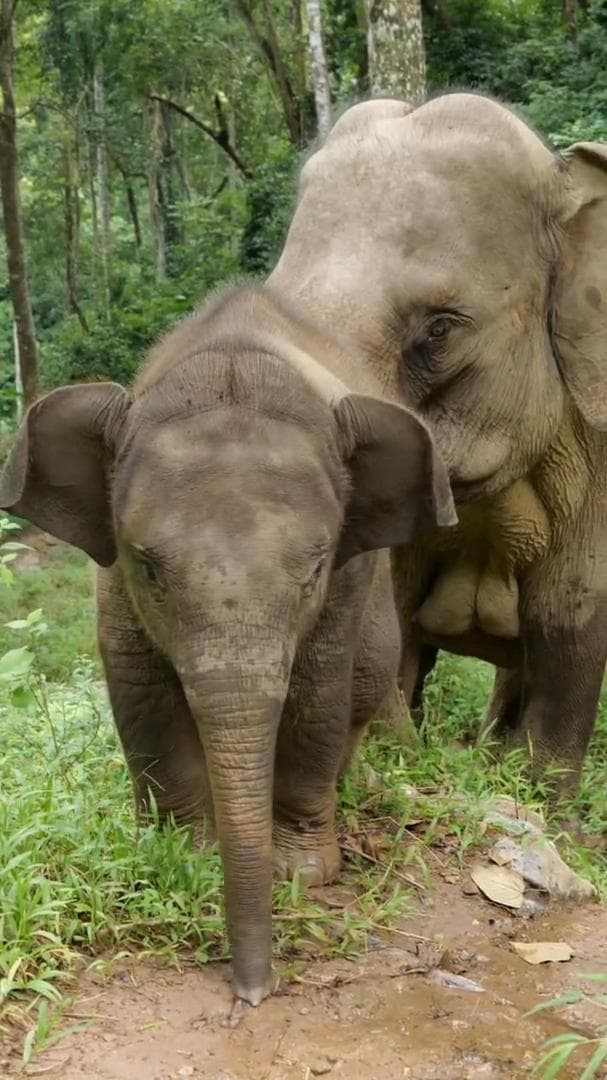 เอ็นดู! ลูกช้างเอเชียป่าตัวน้อย เล่นซนกลางฝูงในยูนนาน