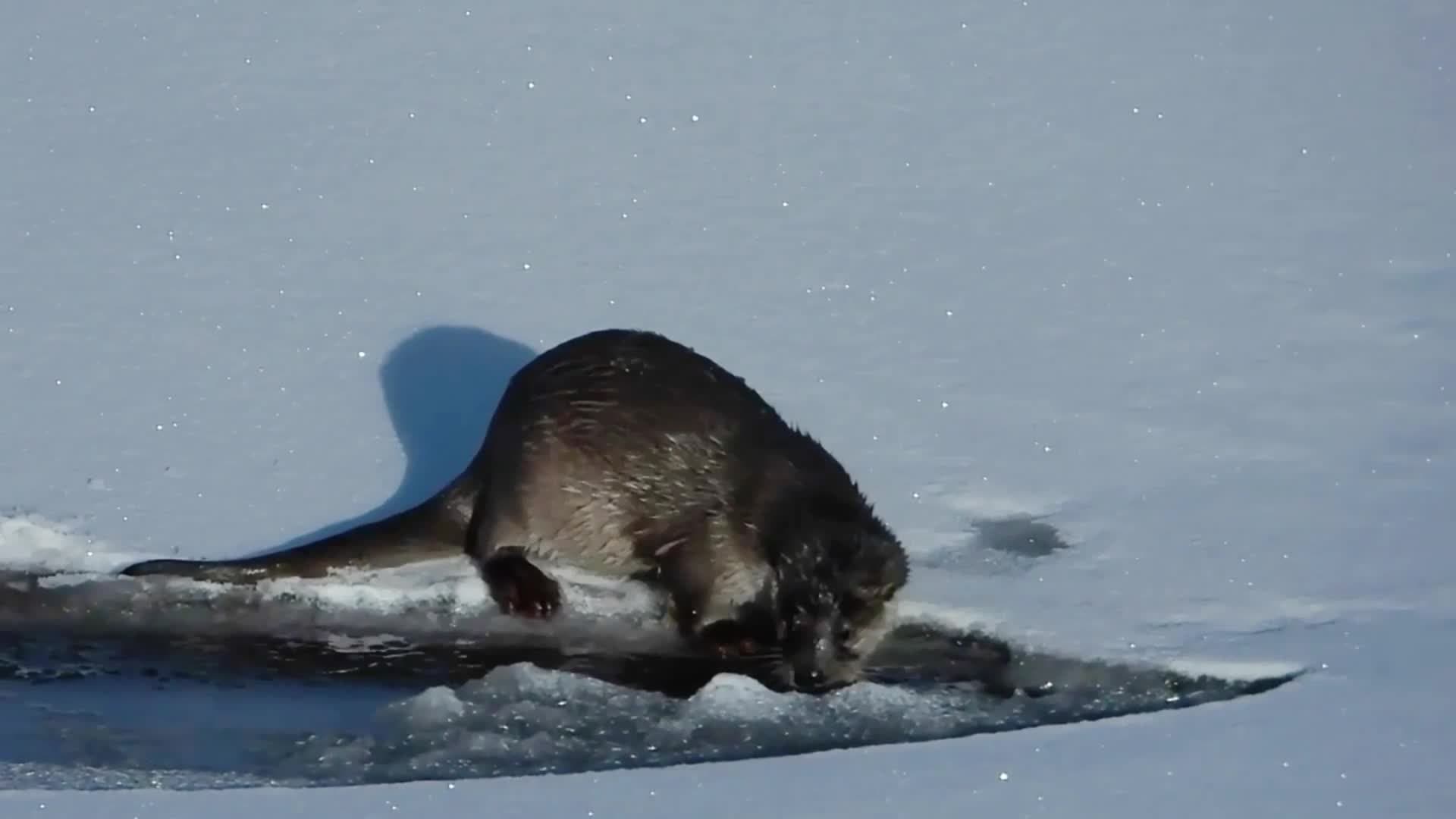 น่ารัก! ฝูง 'นาก' เล่น 'น้ำหนาว' ชุ่มฉ่ำใจในชิงไห่