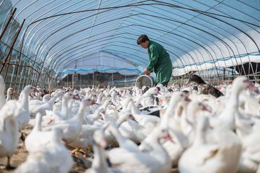 เป็ดถุนเหนี่ยว' สัตว์เฉพาะถิ่นหูเป่ย เพิ่มรายได้เกษตรกร ช่วยฟื้นฟูชนบท