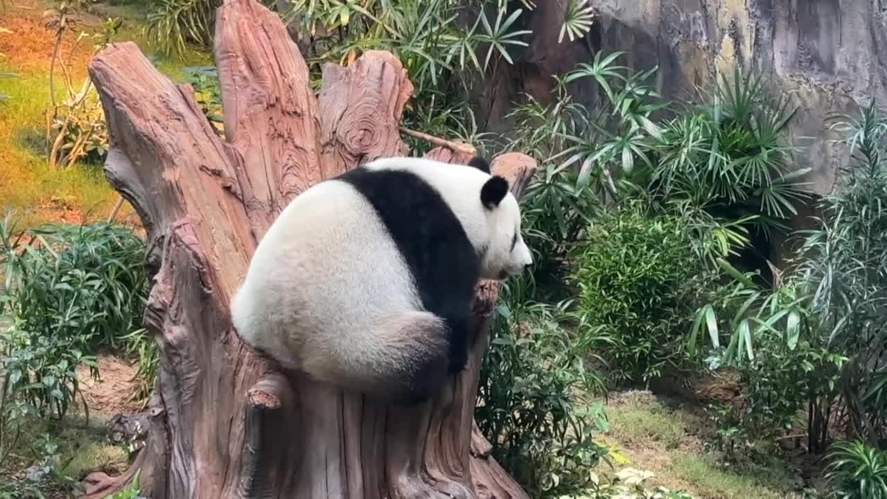 ฮ่องกงเตรียมเปิดตัว 'แพนด้ายักษ์' ของขวัญจากแผ่นดินใหญ่ คู่ที่ 3