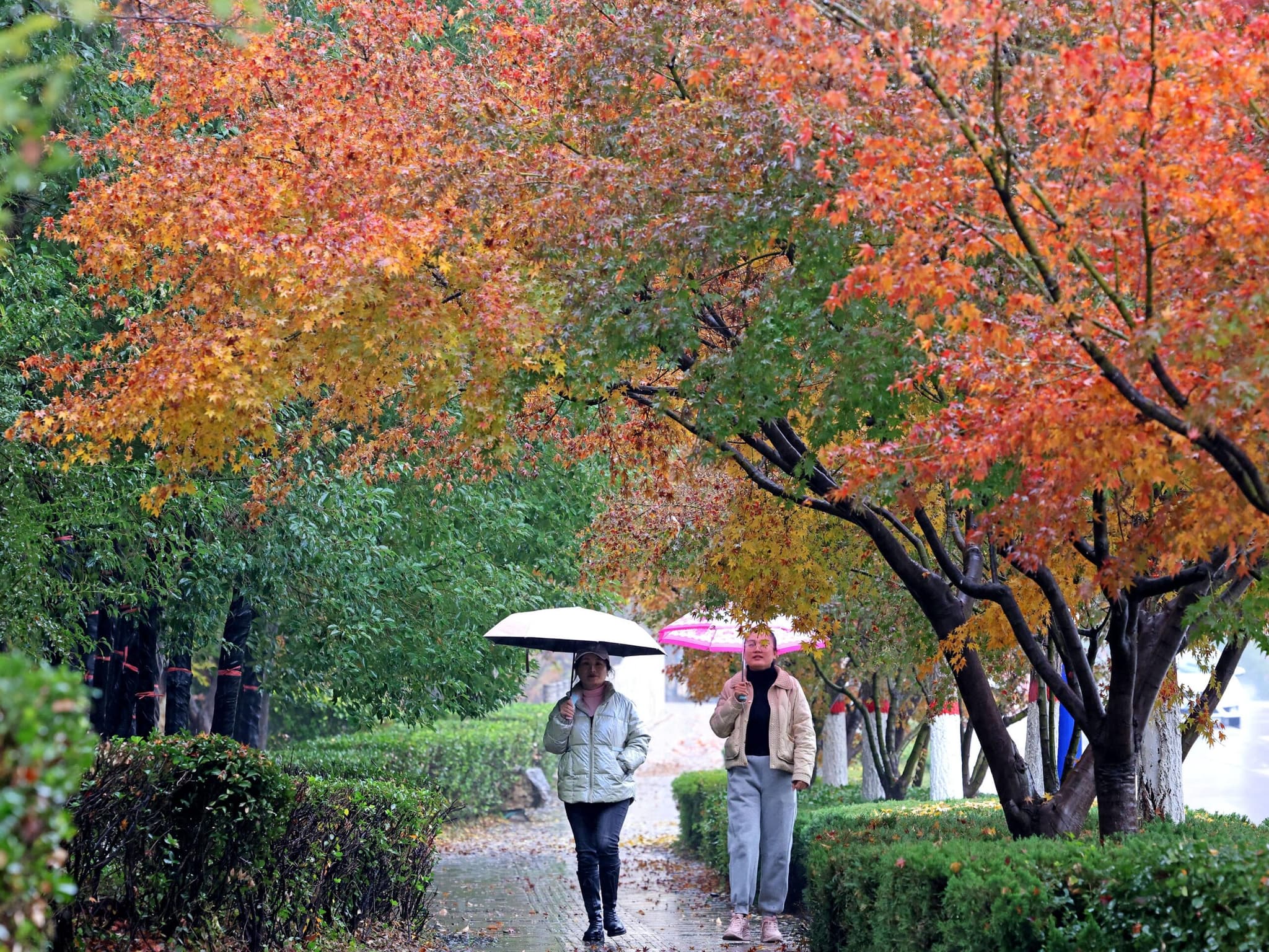 จีนเผชิญ 'ฤดูใบไม้ร่วง' อากาศอุ่นสุดเป็นประวัติการณ์