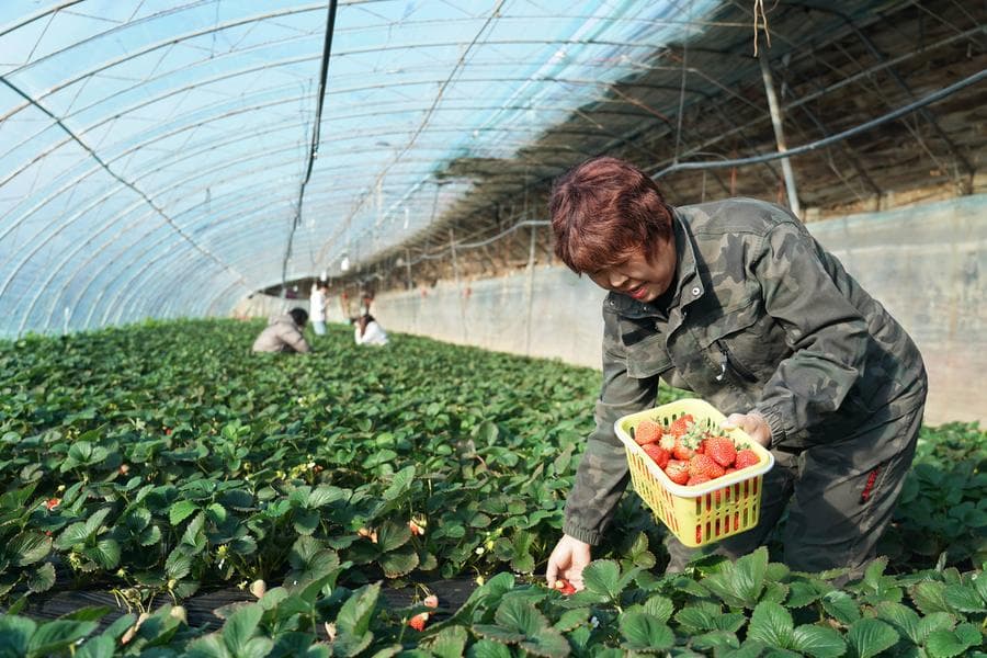 ชาวสวนเก็บเกี่ยว 'สตรอว์เบอร์รี' ลูกใหญ่ในปักกิ่ง