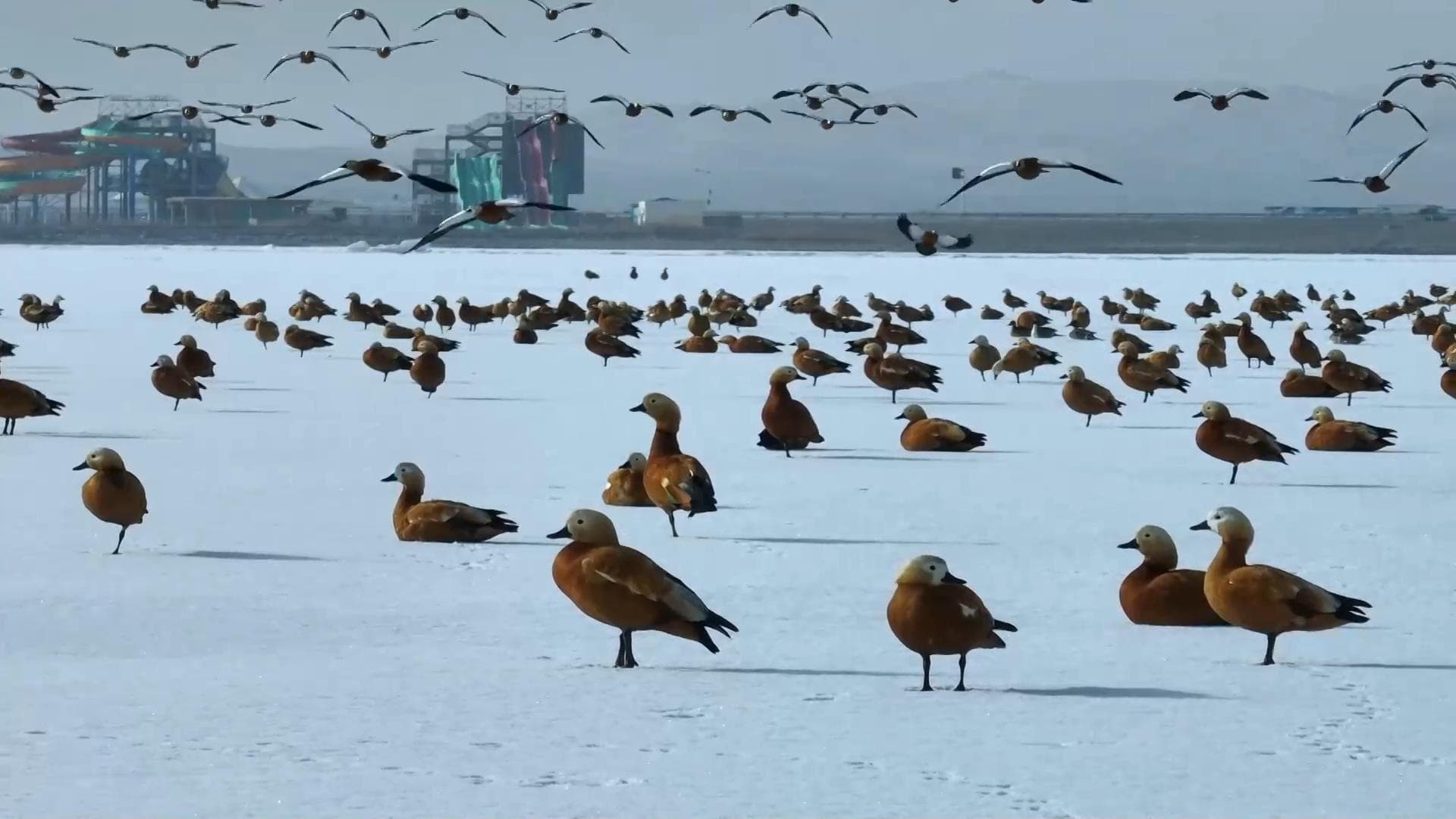 นกอพยพยืนเด่นกลาง 'ทะเลสาบโป๋ซือเถิง' ในซินเจียง