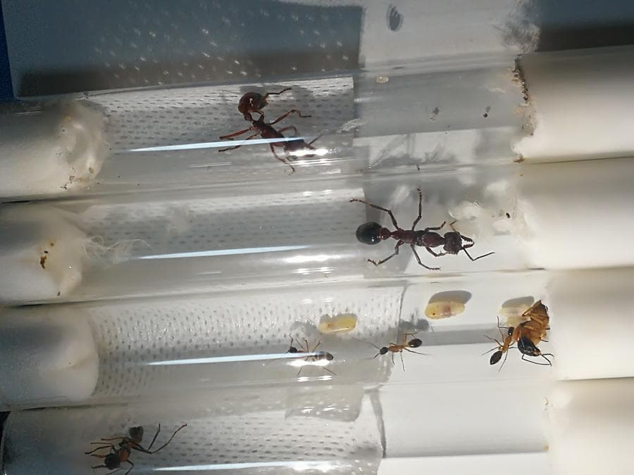 นักวิจัยศึกษาพบ 'มด' ทำงานเป็นทีมได้ดีกว่ามนุษย์