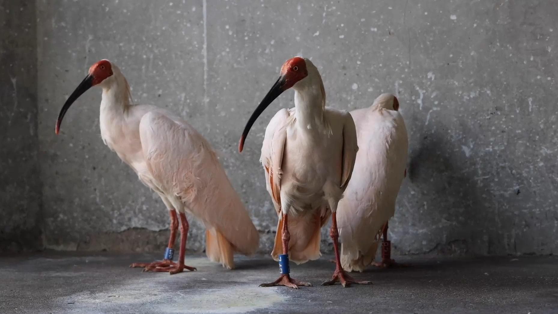 นกช้อนหอยหงอน' จากญี่ปุ่น 16 ตัว อยู่บ้านใหม่ในสวนสัตว์ปักกิ่ง