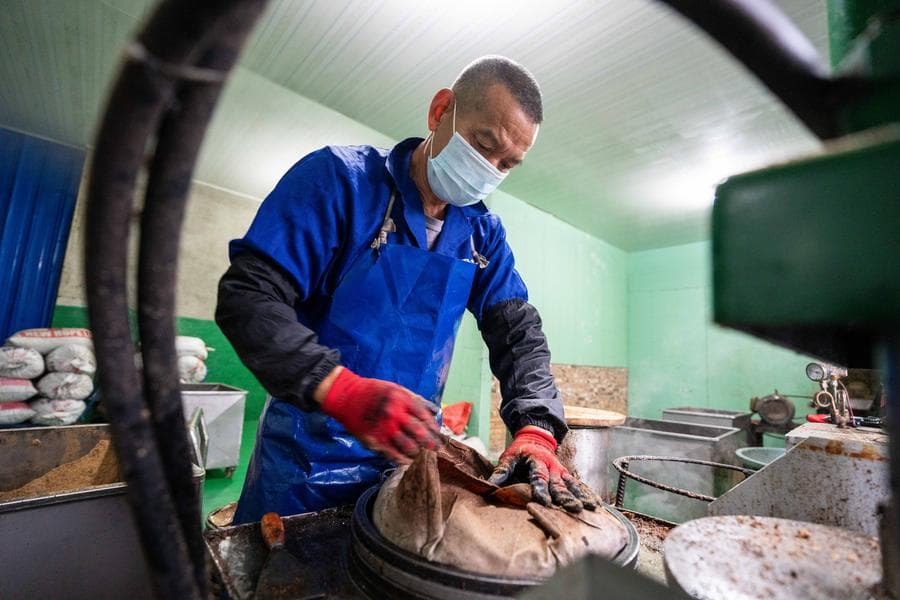 อุตสาหกรรม 'น้ำมันเมล็ดชา' เติบโตในฉีหยาง