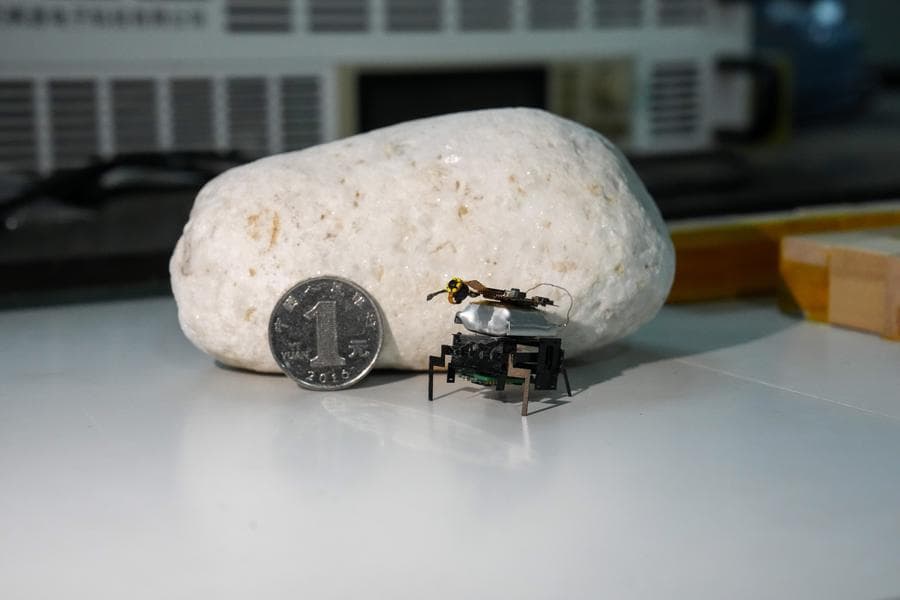 จิ๋วแต่แจ๋ว! ทีมวิจัยจีนพัฒนา 'หุ่นยนต์แมลง' เคลื่อนที่ไวกว่าแมลงสาบ