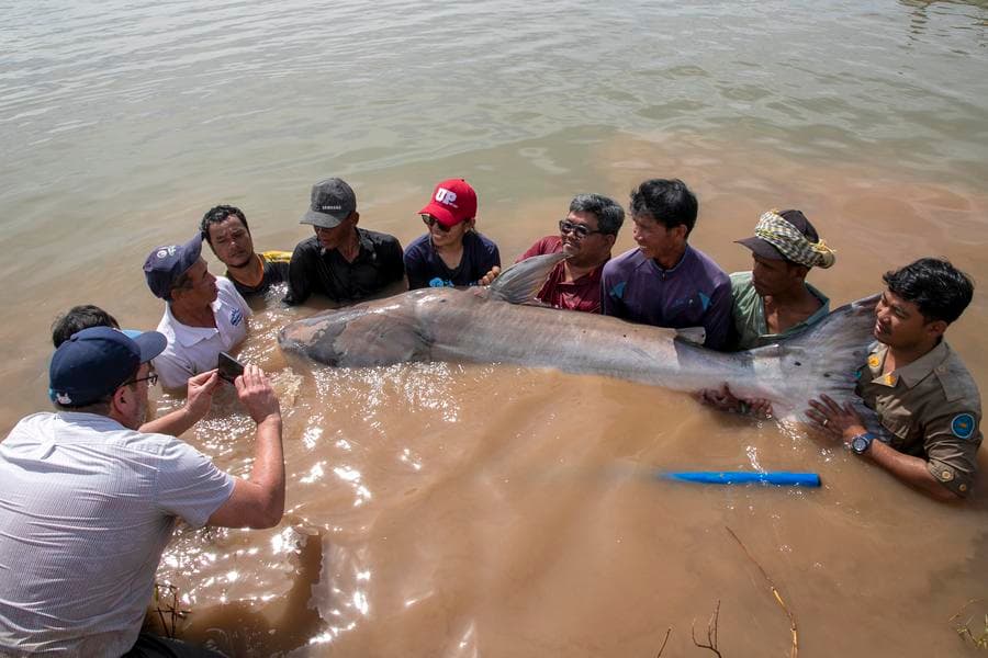 กัมพูชาพบ 'ปลาบึก' ใกล้สูญพันธุ์ 6 ตัว สร้างหวังใหม่สายพันธุ์หายากอยู่รอด