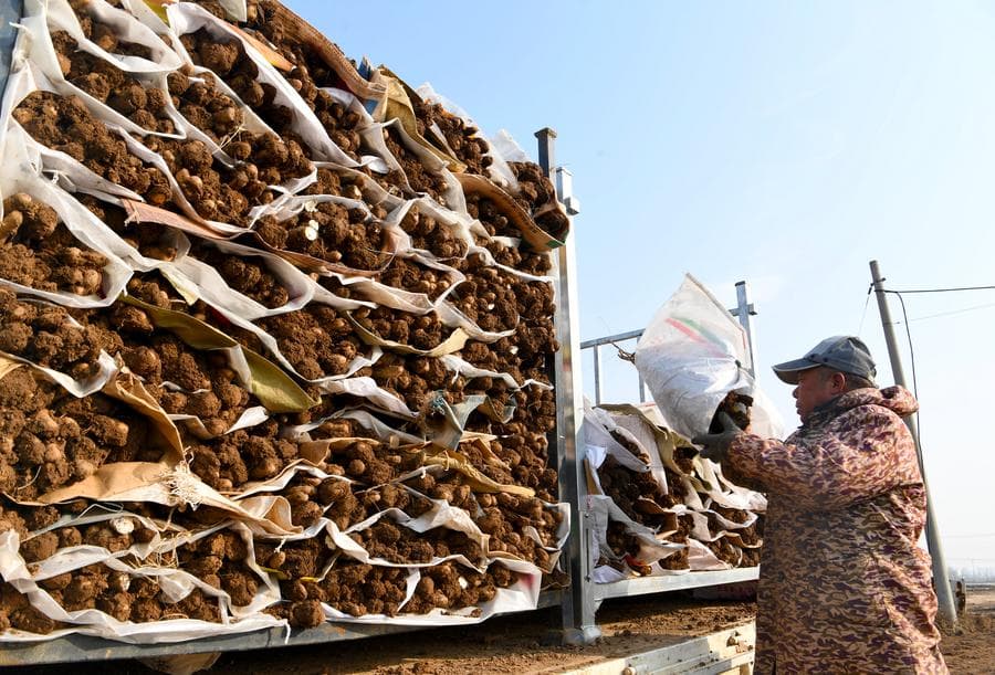 ปลูก 'มันภูเขา' เพิ่มรายได้เกษตรกร หนุนฟื้นฟูชนบทเหอหนาน