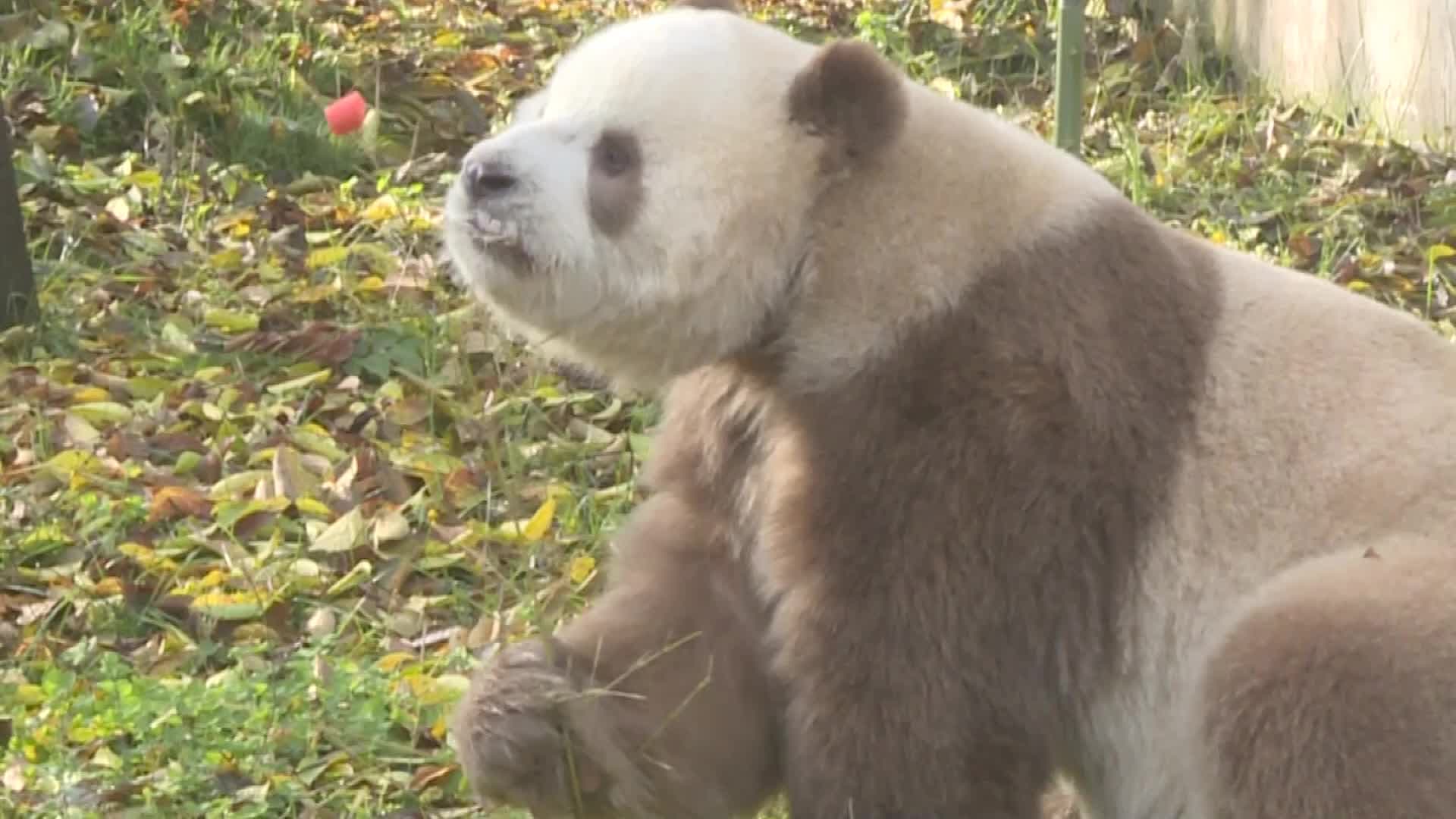 แพนด้าสีน้ำตาล 'ชีไจ่' หม่ำแคร์รอต เคี้ยวตุ้ยๆ สุดน่ารัก