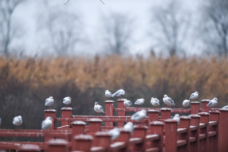 นางนวลปากแดงฝูงใหญ่ อพยพหลบหนาวในกุ้ยโจว