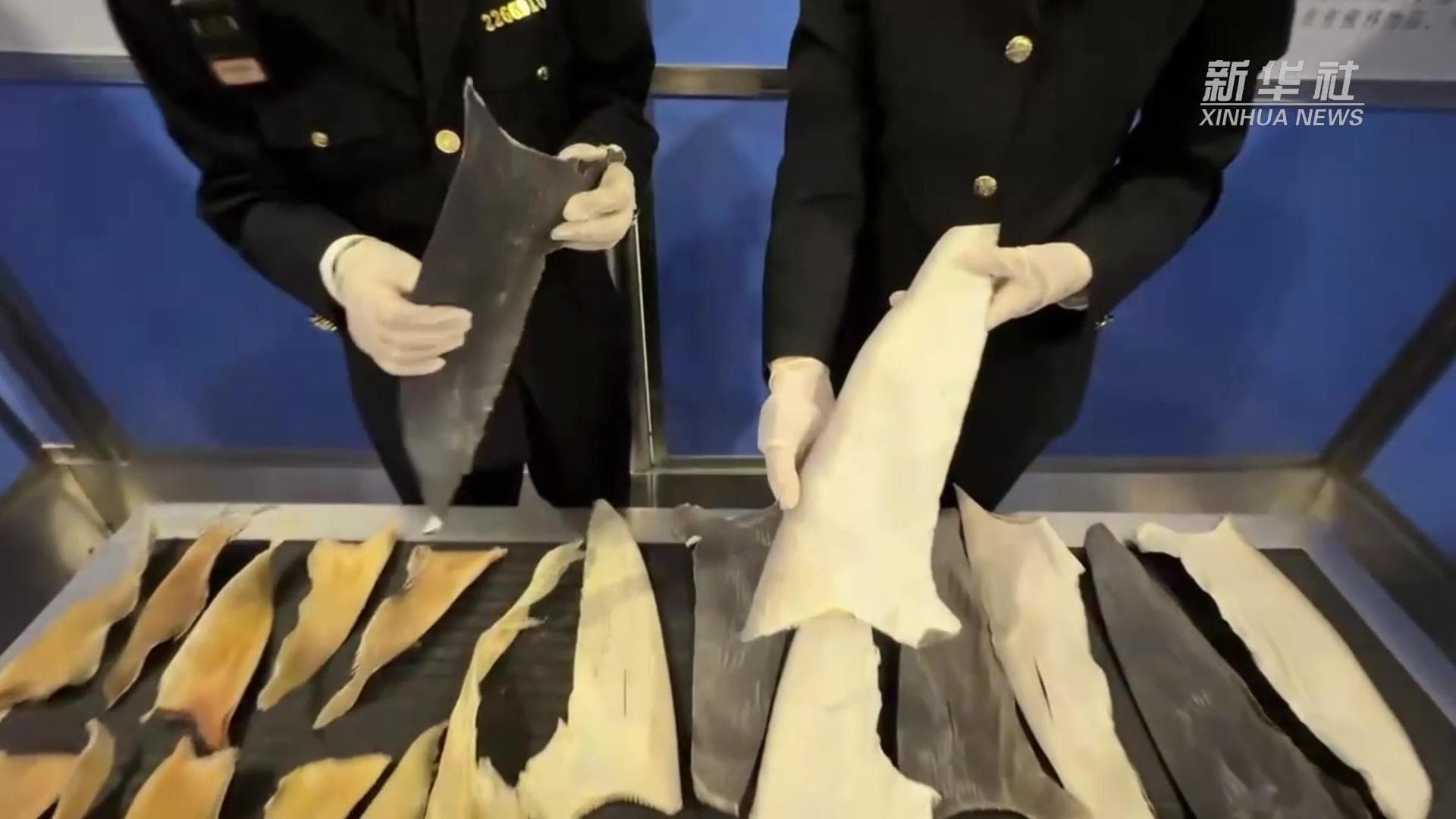 ศุลกากรสนามบินเซี่ยงไฮ้พบ 'หูฉลาม' ซุกกระเป๋าผดส.รวม 17 กก.