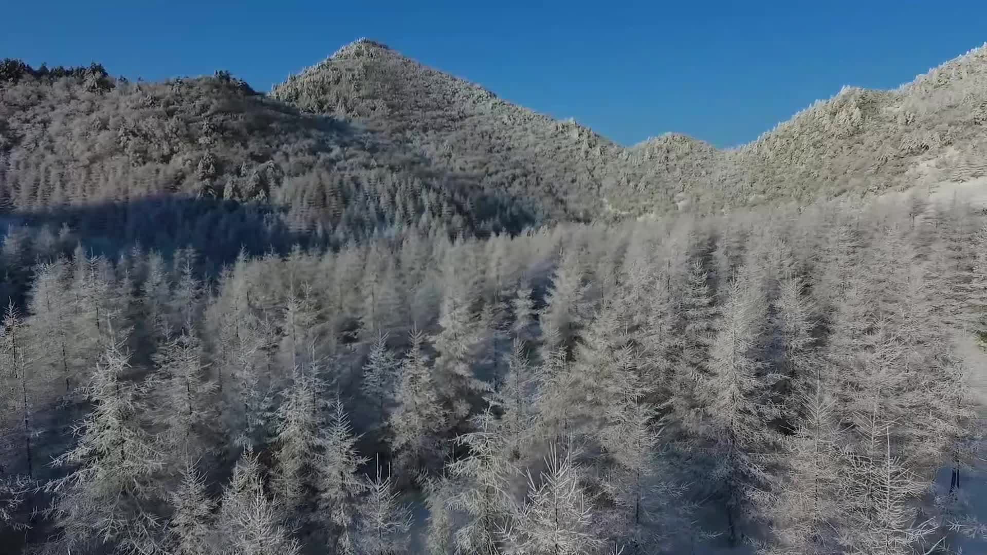 สวยดังแดนเทพนิยาย 'น้ำค้างแข็ง' เคลือบแมกไม้ในฉงชิ่ง