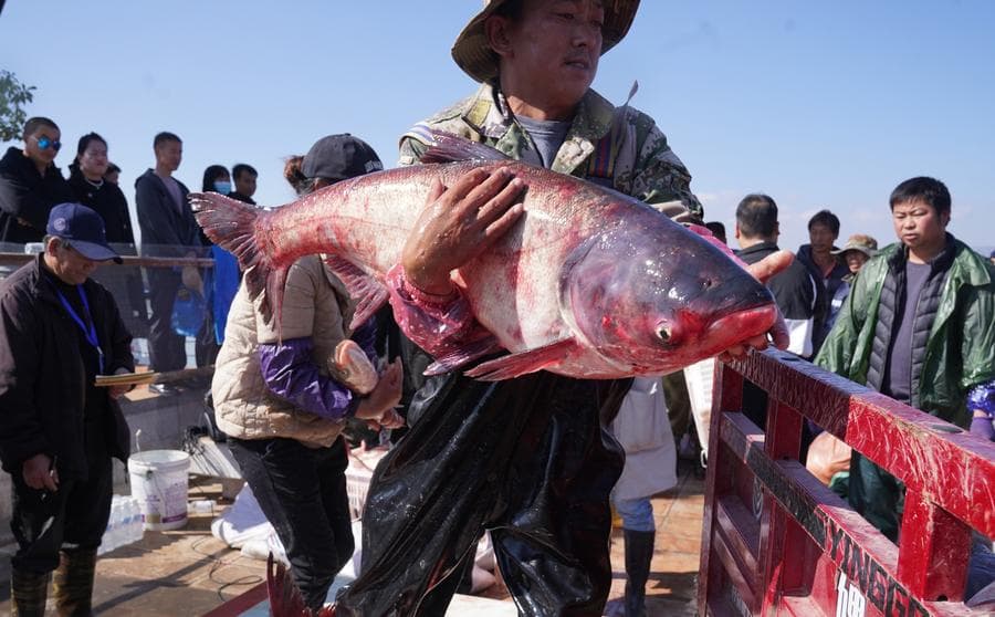 เทศกาล 'จับปลา' ทะเลสาบที่ราบสูงในยูนนาน