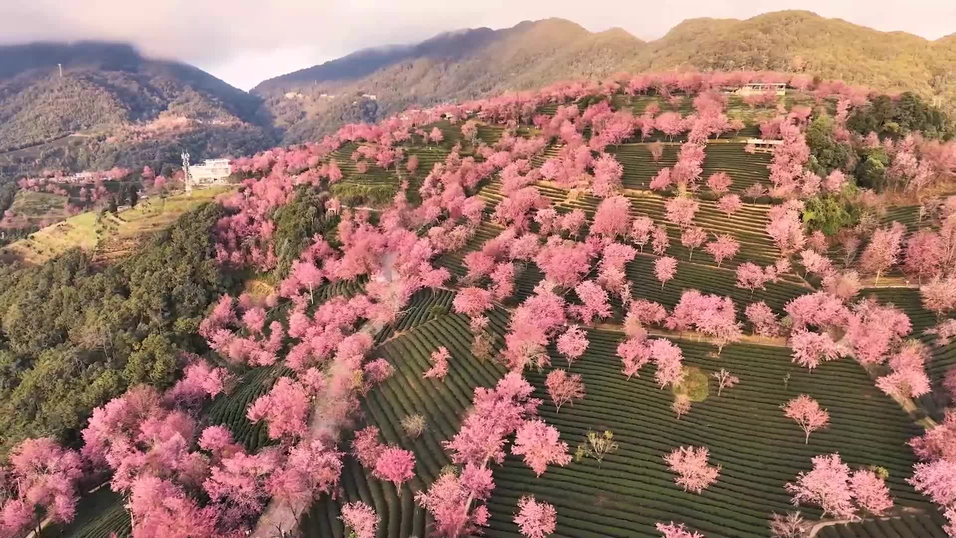 หมู่ดอกซากุระบานสะพรั่ง แต้มสีสันหุบเขาอู๋เลี่ยงซาน