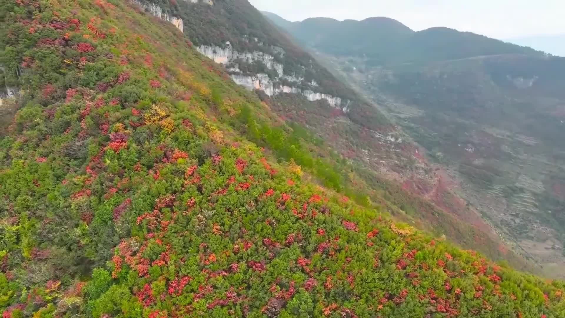 นักท่องเที่ยวลัดเลาะขึ้นเขา ชมวิวหลักล้านยามใบไม้เปลี่ยนสีในฉงชิ่ง