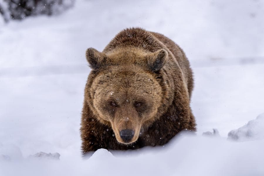จับภาพ 'หมีใหญ่' หน้านิ่งกลางหิมะขาวในโครเอเชีย