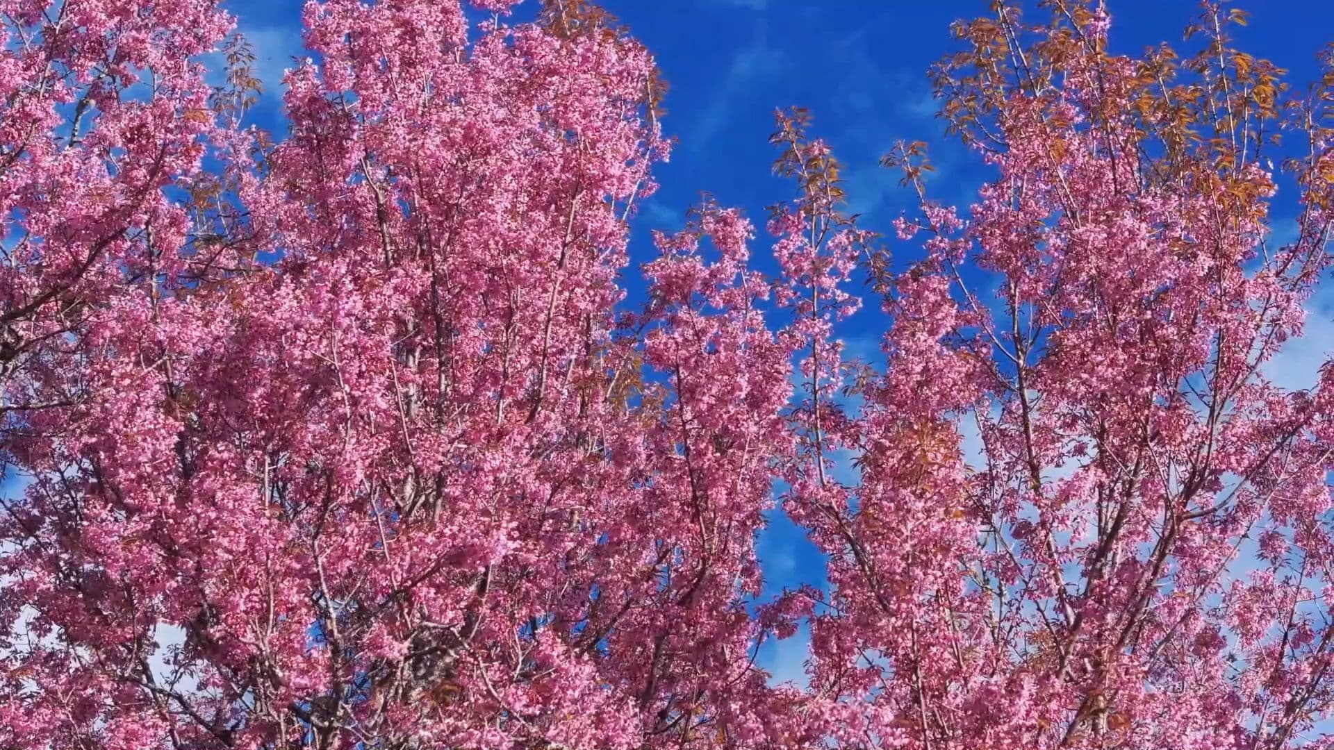 ดอกซากุระ' สีชมพูหวาน สร้างบรรยากาศสุดโรแมนติกบนภูเขาในยูนนาน