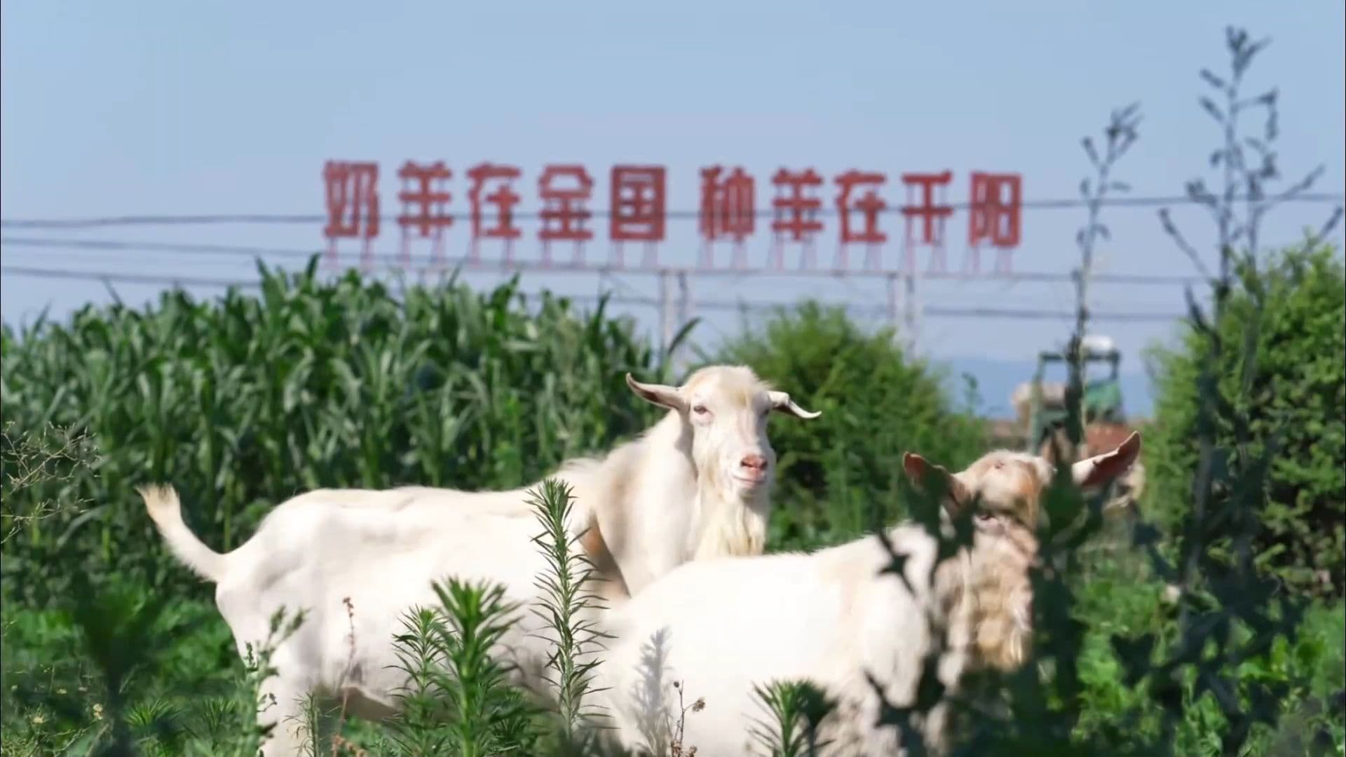 เชียนหยาง : ทำเลทองบ่มเพาะอุตสาหกรรม 'แพะนม' ในส่านซี