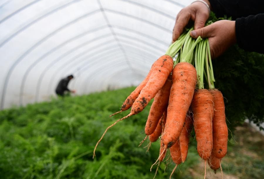 นักวิจัยจีนพัฒนาเครื่องเก็บเกี่ยว 'แคร์รอต' เพิ่มประสิทธิภาพ ลดต้นทุนคนงาน